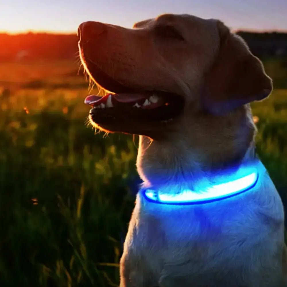 Collier lumineux pour chien "Shini" Zarona