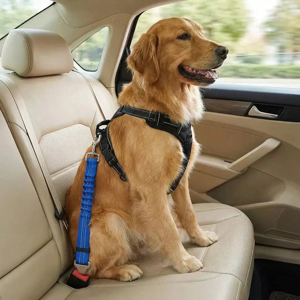 Chien attaché avec ceinture de sécurité voiture et harnais - Zarona