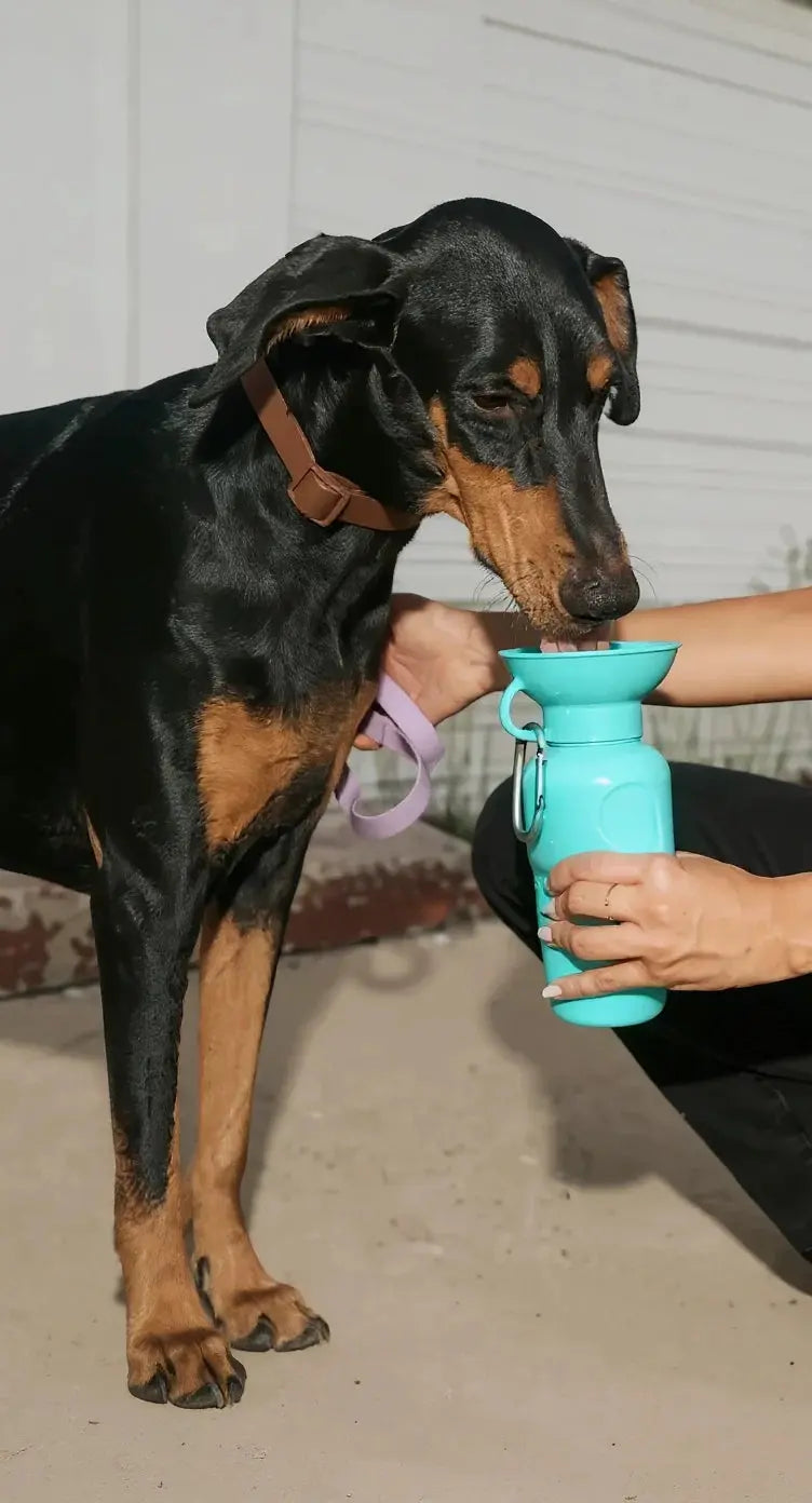 Gourdes-pour-chiens Zarona