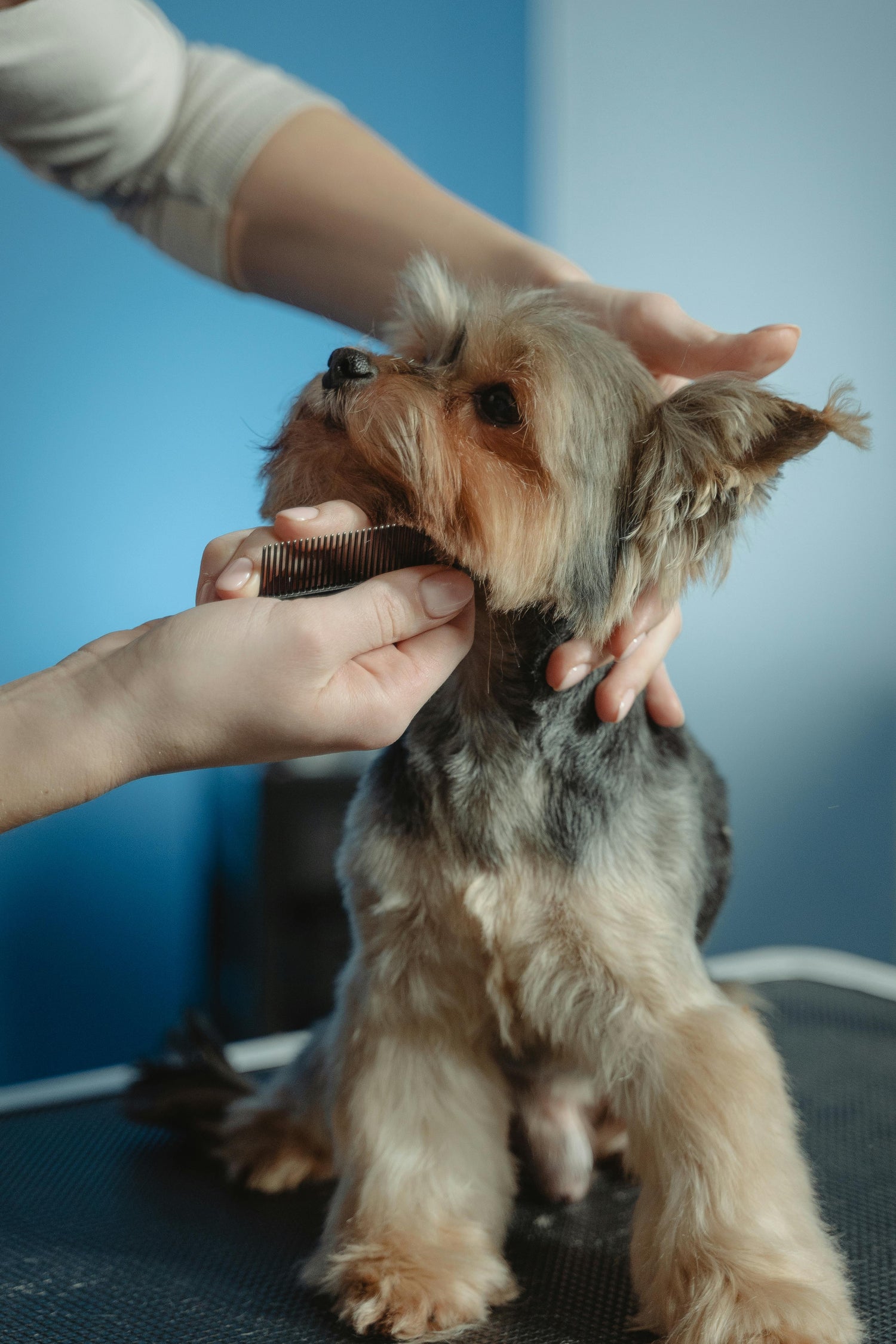 Hygiène et soins pour chiens Zarona