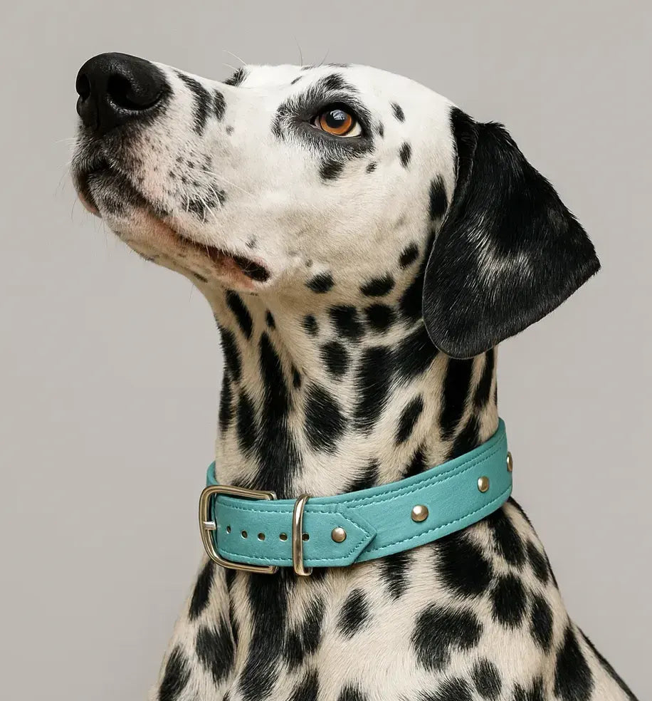 Accessoires de promenade pour chiens - Zarona